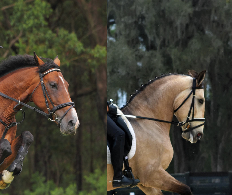 Correct Fitting Of A Crank Noseband With Flash Strap